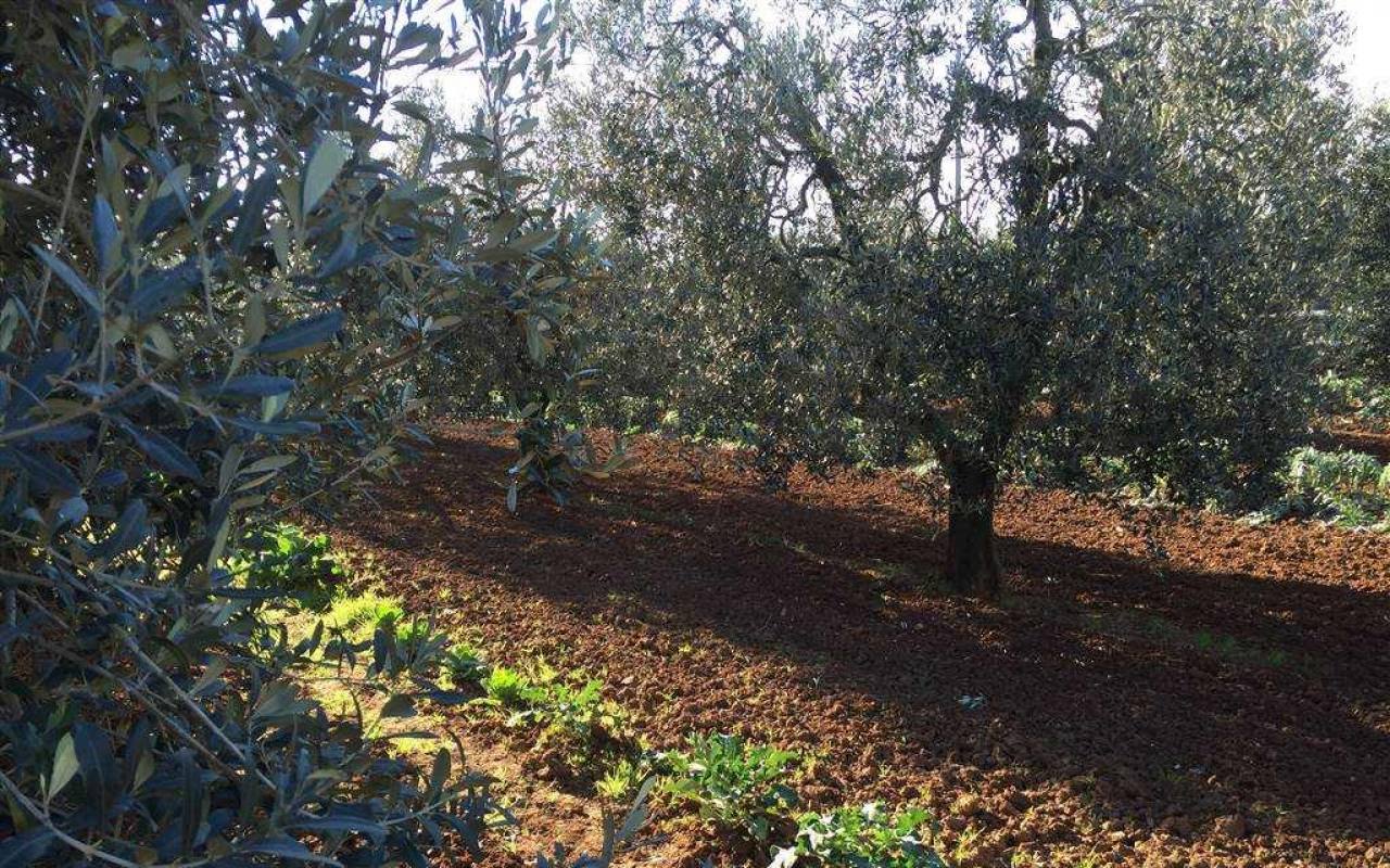 Terreno o annesso agricolo in vendita a San Vincenzo (LI) - rif. 43 tsv