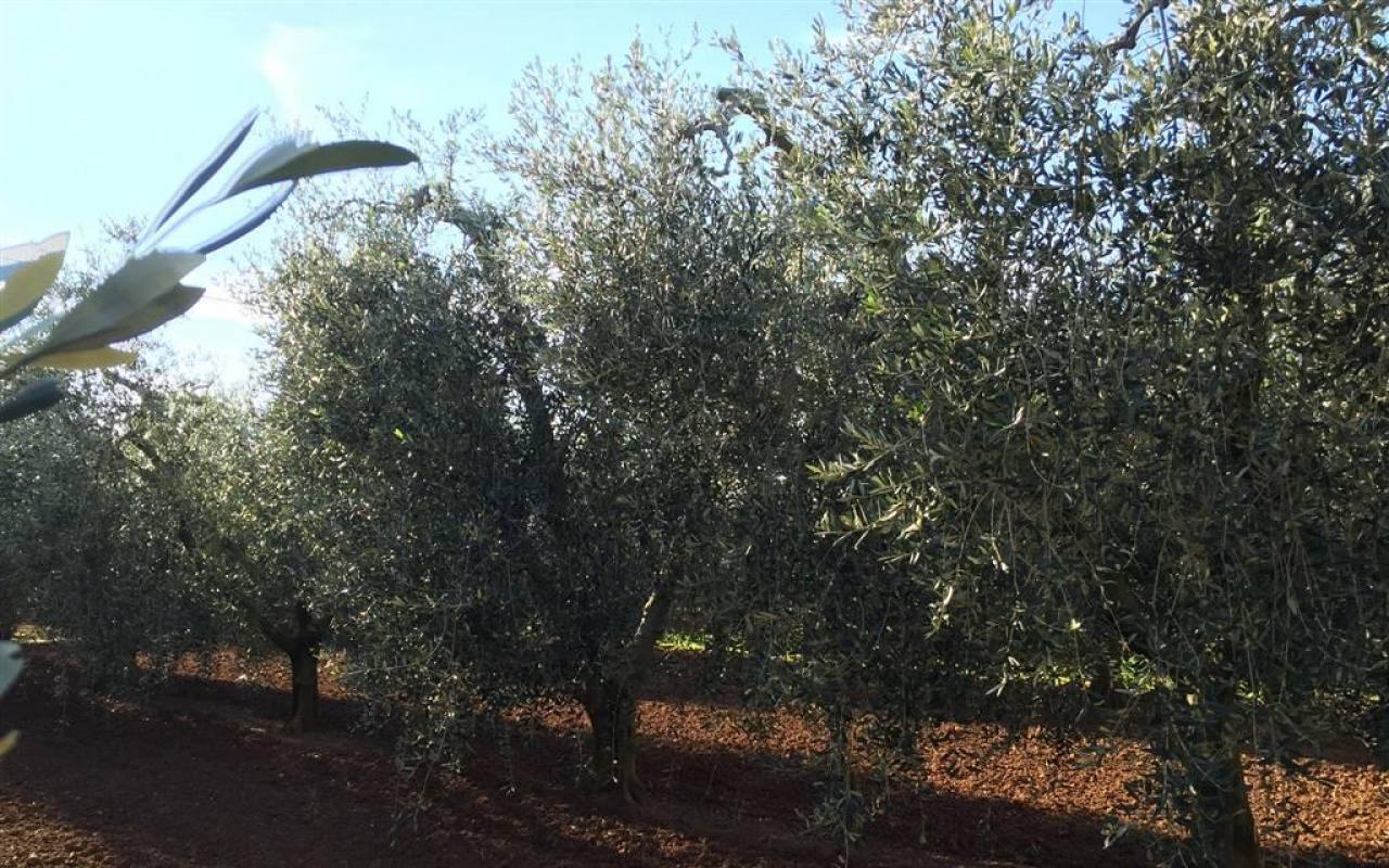 Terreno o annesso agricolo in vendita a San Vincenzo (LI) - rif. 43 tsv