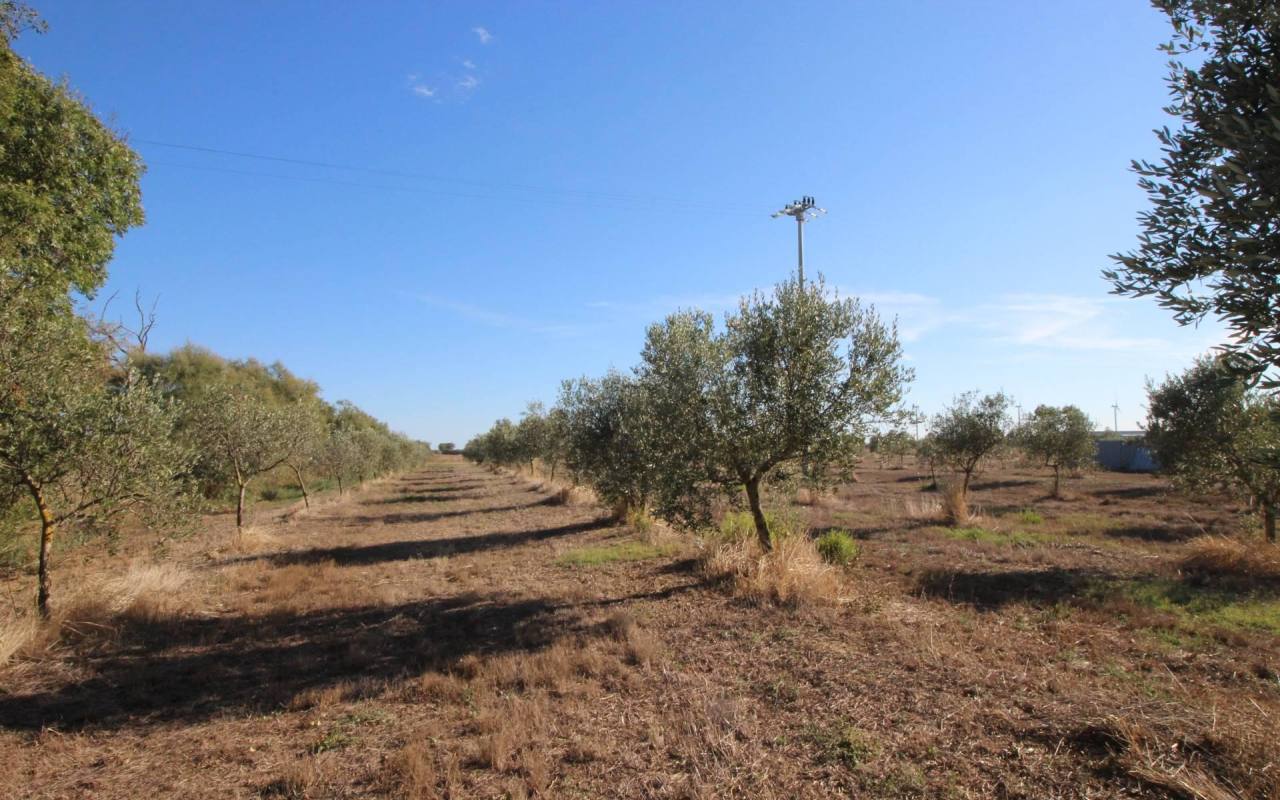 Appartamento in vendita a La Sdriscia (LI) - rif. 203 vf