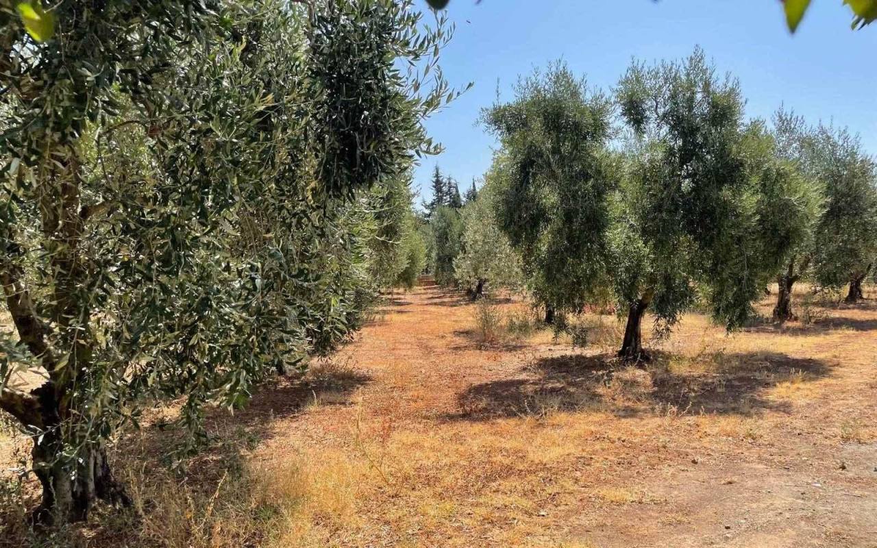 Terreno o annesso agricolo in vendita a San Vincenzo (LI) - rif. 60 csv