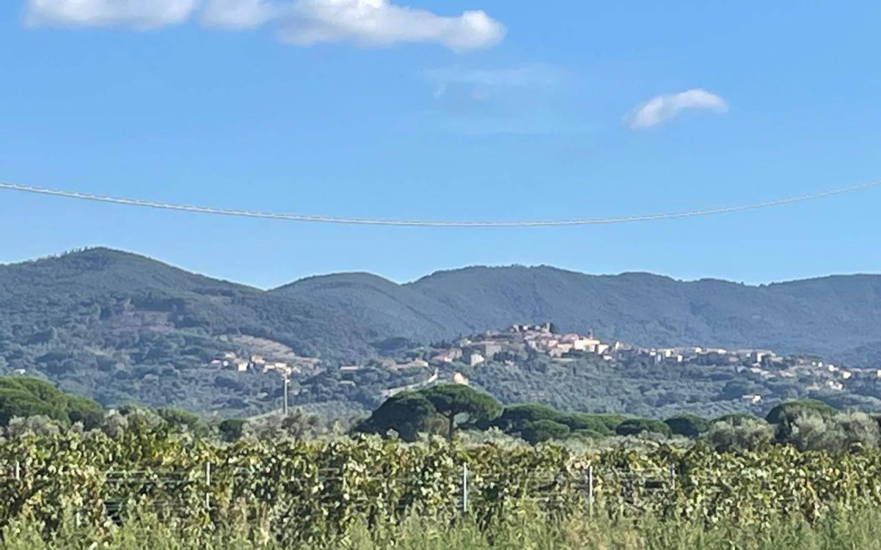 Terreno o annesso agricolo in vendita a Donoratico (LI) - rif. 61 csv